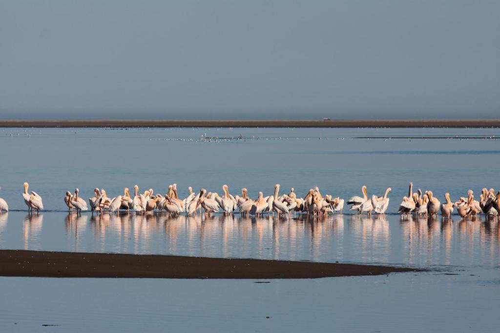 Lagoon Loge Walvis Bay Esterno foto